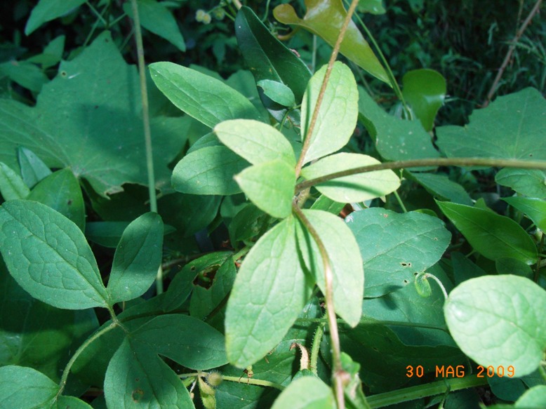 Clematis viticella